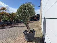 Olijfboom bolvorm l - olea europaea - hoogte ca. 200 cm - afbeelding 3 van  7