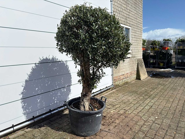 Olijfboom bolvorm l - olea europaea - hoogte ca. 200 cm - afbeelding 4 van  7