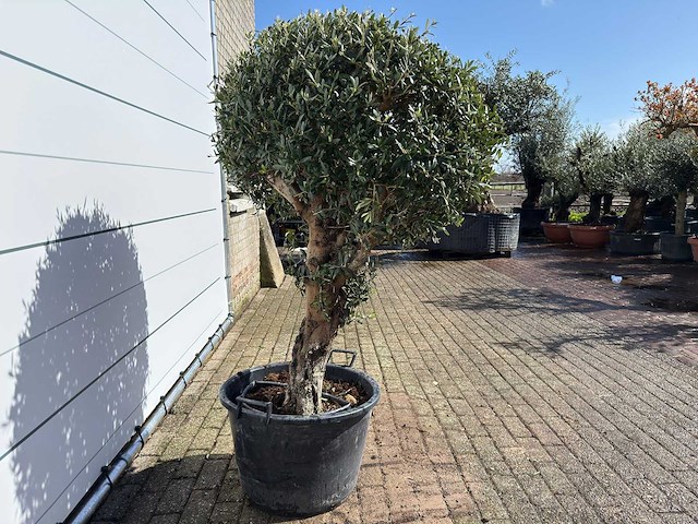 Olijfboom bolvorm l - olea europaea - hoogte ca. 200 cm - afbeelding 5 van  7