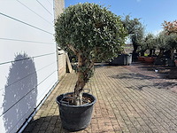 Olijfboom bolvorm l - olea europaea - hoogte ca. 200 cm - afbeelding 5 van  7