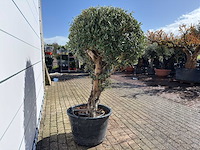Olijfboom bolvorm l - olea europaea - hoogte ca. 200 cm - afbeelding 6 van  7