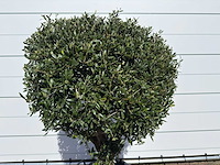 Olijfboom bolvorm l - olea europaea - hoogte ca. 200 cm - afbeelding 7 van  7