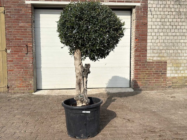 Olijfboom bolvorm l - olea europaea - hoogte ca. 200 cm - afbeelding 1 van  9