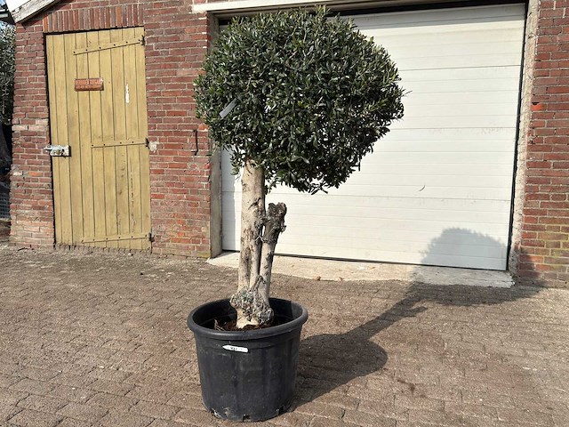 Olijfboom bolvorm l - olea europaea - hoogte ca. 200 cm - afbeelding 2 van  9
