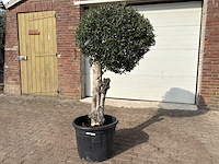 Olijfboom bolvorm l - olea europaea - hoogte ca. 200 cm - afbeelding 2 van  9