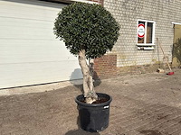 Olijfboom bolvorm l - olea europaea - hoogte ca. 200 cm - afbeelding 3 van  9