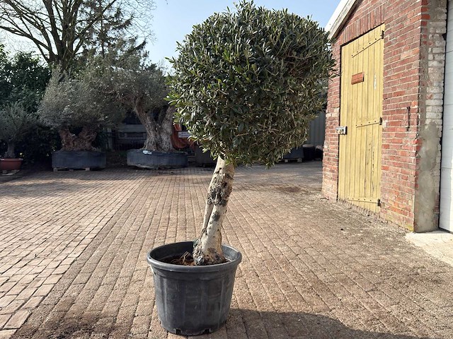 Olijfboom bolvorm l - olea europaea - hoogte ca. 200 cm - afbeelding 4 van  9