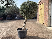 Olijfboom bolvorm l - olea europaea - hoogte ca. 200 cm - afbeelding 4 van  9
