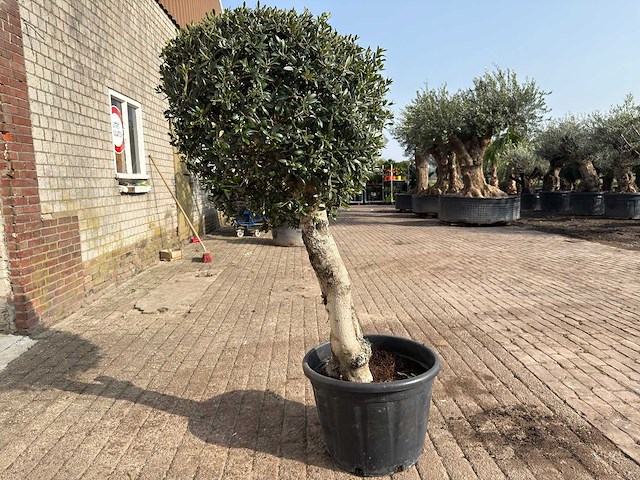Olijfboom bolvorm l - olea europaea - hoogte ca. 200 cm - afbeelding 5 van  9
