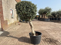 Olijfboom bolvorm l - olea europaea - hoogte ca. 200 cm - afbeelding 5 van  9