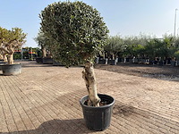 Olijfboom bolvorm l - olea europaea - hoogte ca. 200 cm - afbeelding 6 van  9
