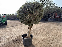 Olijfboom bolvorm l - olea europaea - hoogte ca. 200 cm - afbeelding 7 van  9