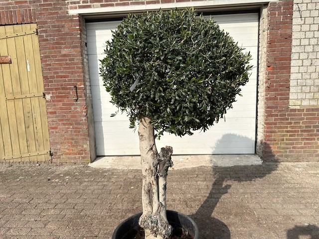 Olijfboom bolvorm l - olea europaea - hoogte ca. 200 cm - afbeelding 9 van  9