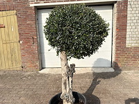 Olijfboom bolvorm l - olea europaea - hoogte ca. 200 cm - afbeelding 9 van  9