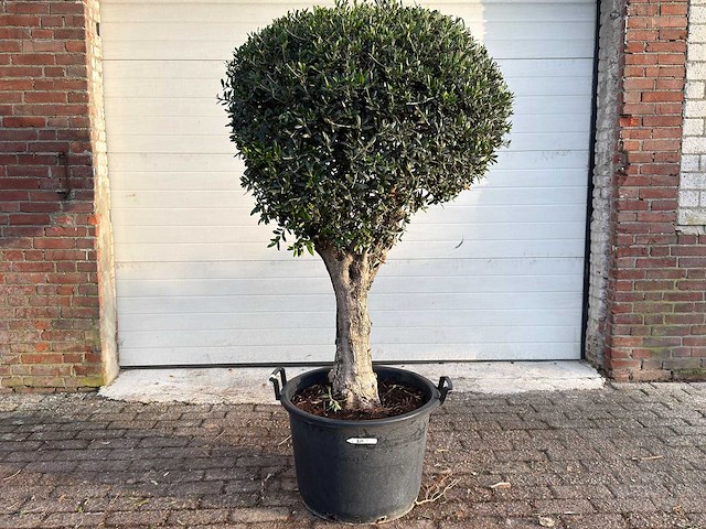 Olijfboom bolvorm l - olea europaea - hoogte ca. 200 cm - afbeelding 1 van  7