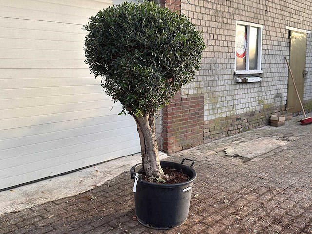 Olijfboom bolvorm l - olea europaea - hoogte ca. 200 cm - afbeelding 3 van  7