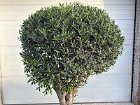 Olijfboom bolvorm l - olea europaea - hoogte ca. 200 cm - afbeelding 4 van  7