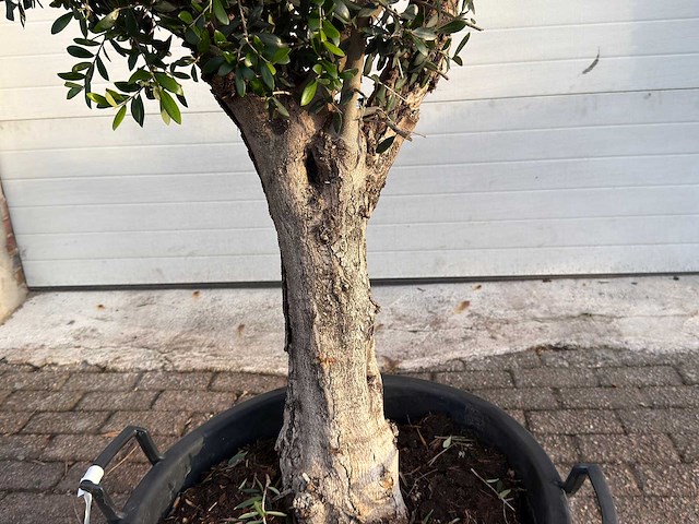 Olijfboom bolvorm l - olea europaea - hoogte ca. 200 cm - afbeelding 5 van  7