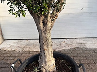 Olijfboom bolvorm l - olea europaea - hoogte ca. 200 cm - afbeelding 5 van  7