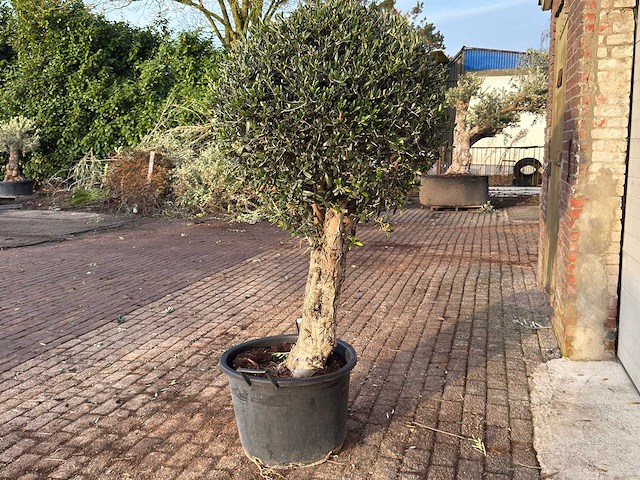 Olijfboom bolvorm l - olea europaea - hoogte ca. 200 cm - afbeelding 6 van  7