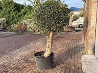 Olijfboom bolvorm l - olea europaea - hoogte ca. 200 cm - afbeelding 6 van  7