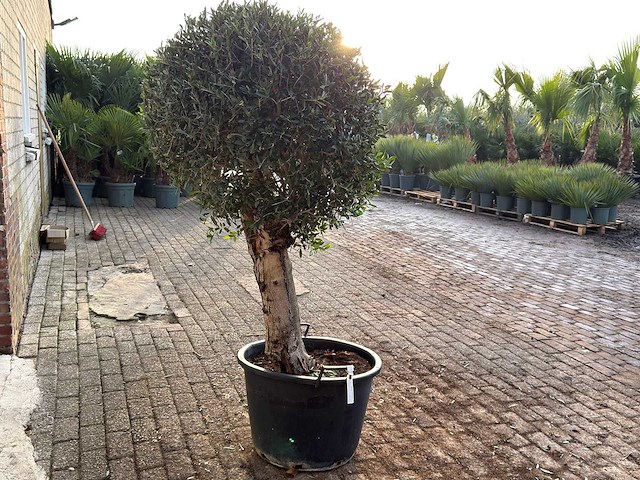 Olijfboom bolvorm l - olea europaea - hoogte ca. 200 cm - afbeelding 7 van  7