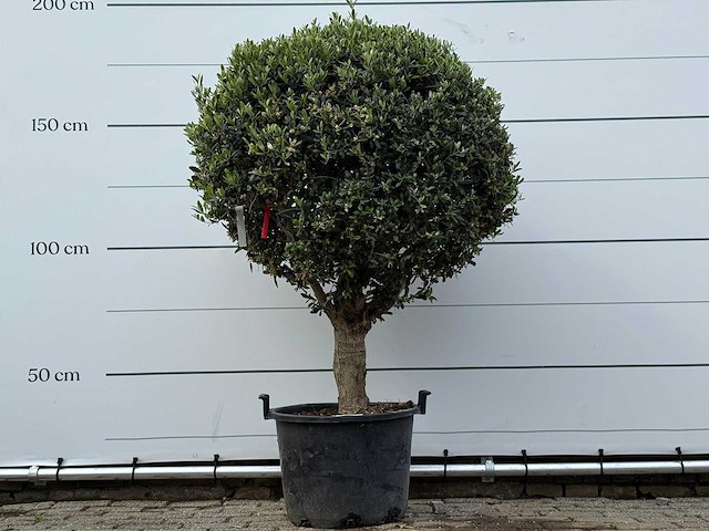 Olijfboom bolvorm l - olea europaea l - ca. 40 jaar oud - hoogte ca. 180 cm - afbeelding 1 van  3