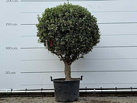 Olijfboom bolvorm l - olea europaea l - ca. 40 jaar oud - hoogte ca. 180 cm - afbeelding 1 van  3