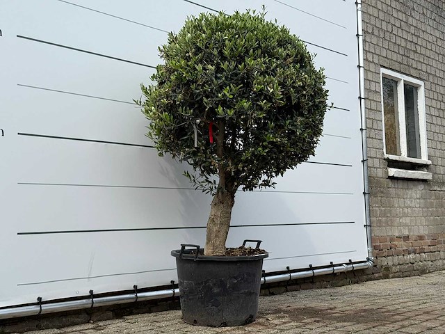 Olijfboom bolvorm l - olea europaea l - ca. 40 jaar oud - hoogte ca. 180 cm - afbeelding 2 van  3