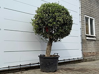 Olijfboom bolvorm l - olea europaea l - ca. 40 jaar oud - hoogte ca. 180 cm - afbeelding 2 van  3