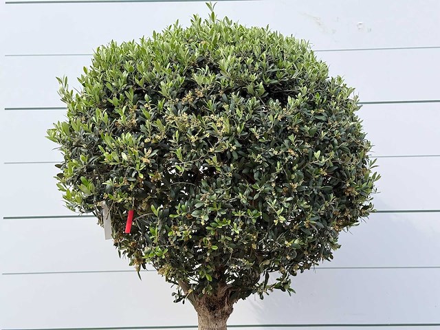 Olijfboom bolvorm l - olea europaea l - ca. 40 jaar oud - hoogte ca. 180 cm - afbeelding 3 van  3