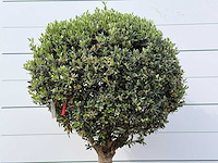 Olijfboom bolvorm l - olea europaea l - ca. 40 jaar oud - hoogte ca. 180 cm - afbeelding 3 van  3
