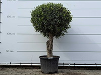 Olijfboom bolvorm l - olea europaea l - ca. 40 jaar oud - hoogte ca. 180 cm - afbeelding 1 van  9