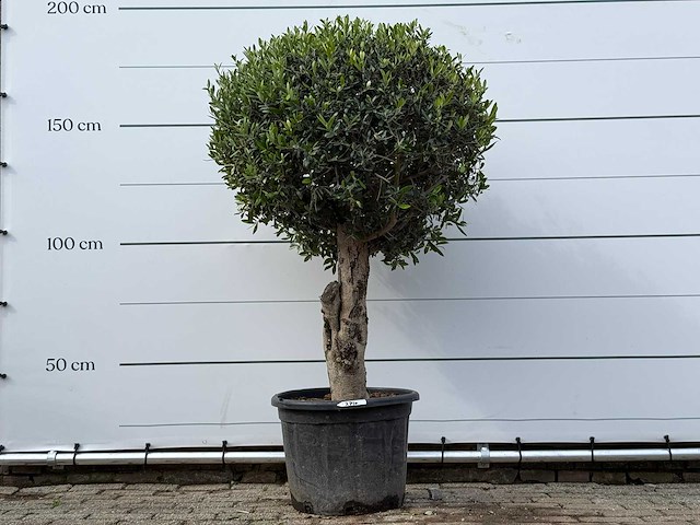 Olijfboom bolvorm l - olea europaea l - ca. 40 jaar oud - hoogte ca. 180 cm - afbeelding 2 van  9