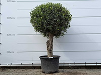 Olijfboom bolvorm l - olea europaea l - ca. 40 jaar oud - hoogte ca. 180 cm - afbeelding 2 van  9