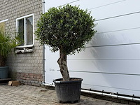 Olijfboom bolvorm l - olea europaea l - ca. 40 jaar oud - hoogte ca. 180 cm - afbeelding 3 van  9