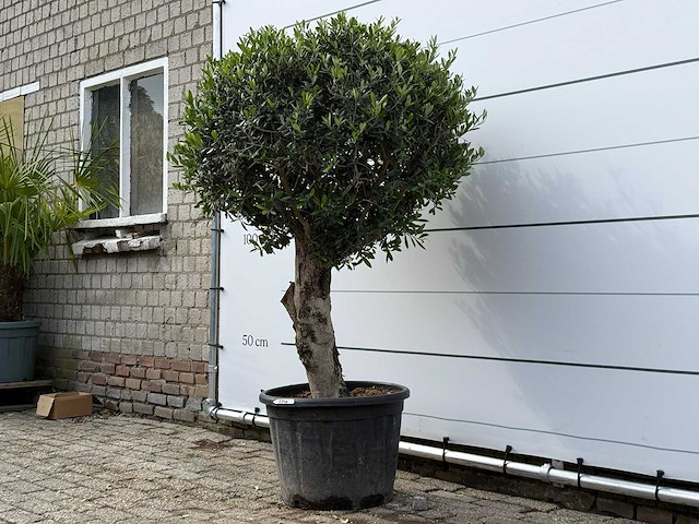 Olijfboom bolvorm l - olea europaea l - ca. 40 jaar oud - hoogte ca. 180 cm - afbeelding 4 van  9