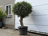 Olijfboom bolvorm l - olea europaea l - ca. 40 jaar oud - hoogte ca. 180 cm - afbeelding 4 van  9