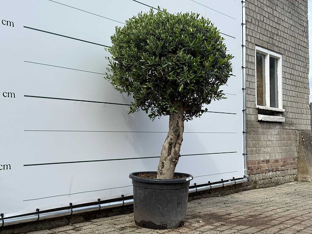 Olijfboom bolvorm l - olea europaea l - ca. 40 jaar oud - hoogte ca. 180 cm - afbeelding 5 van  9
