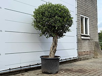 Olijfboom bolvorm l - olea europaea l - ca. 40 jaar oud - hoogte ca. 180 cm - afbeelding 6 van  9