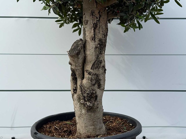 Olijfboom bolvorm l - olea europaea l - ca. 40 jaar oud - hoogte ca. 180 cm - afbeelding 7 van  9