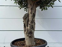 Olijfboom bolvorm l - olea europaea l - ca. 40 jaar oud - hoogte ca. 180 cm - afbeelding 7 van  9
