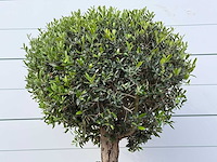 Olijfboom bolvorm l - olea europaea l - ca. 40 jaar oud - hoogte ca. 180 cm - afbeelding 8 van  9