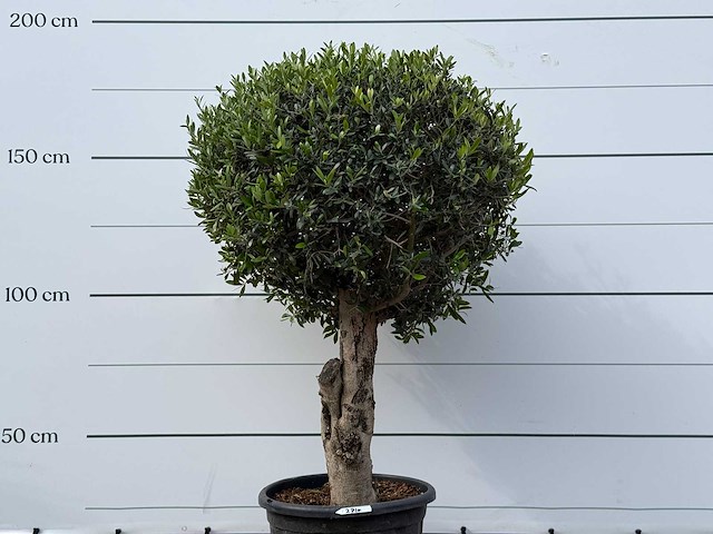 Olijfboom bolvorm l - olea europaea l - ca. 40 jaar oud - hoogte ca. 180 cm - afbeelding 9 van  9