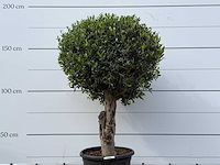 Olijfboom bolvorm l - olea europaea l - ca. 40 jaar oud - hoogte ca. 180 cm - afbeelding 9 van  9