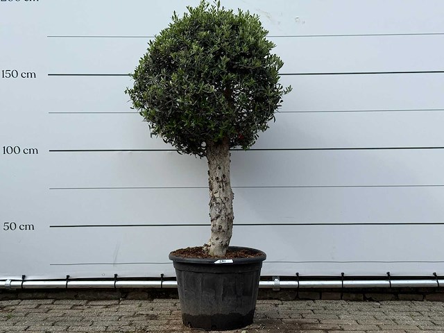 Olijfboom bolvorm l - olea europaea l - ca. 40 jaar oud - hoogte ca. 180 cm - afbeelding 1 van  6