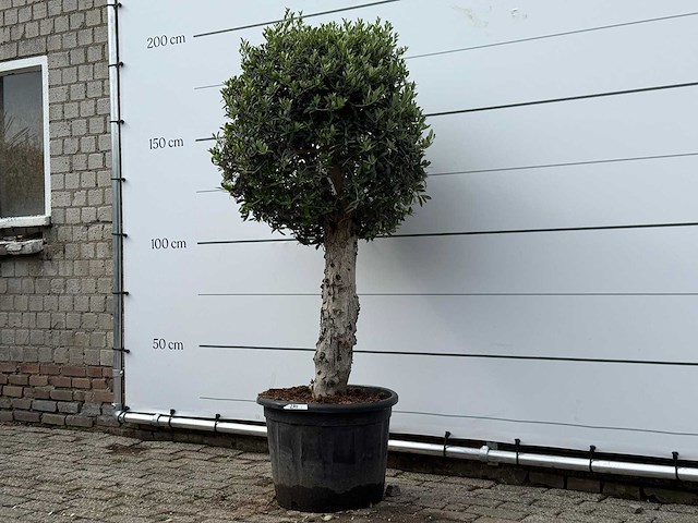 Olijfboom bolvorm l - olea europaea l - ca. 40 jaar oud - hoogte ca. 180 cm - afbeelding 2 van  6