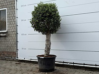 Olijfboom bolvorm l - olea europaea l - ca. 40 jaar oud - hoogte ca. 180 cm - afbeelding 2 van  6
