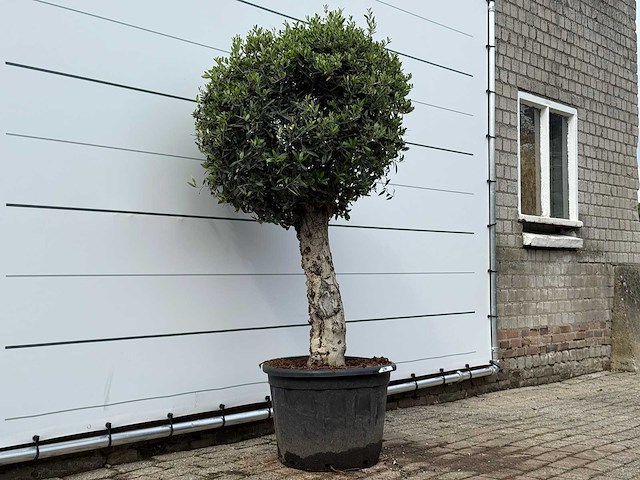 Olijfboom bolvorm l - olea europaea l - ca. 40 jaar oud - hoogte ca. 180 cm - afbeelding 3 van  6