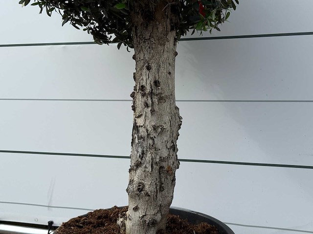 Olijfboom bolvorm l - olea europaea l - ca. 40 jaar oud - hoogte ca. 180 cm - afbeelding 4 van  6